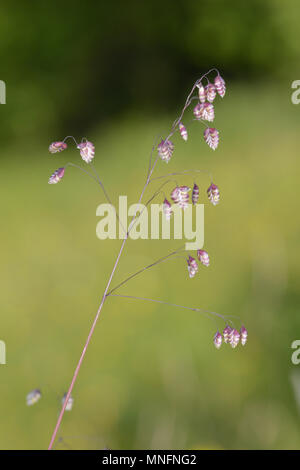 Beben Gras - Briza media Stockfoto