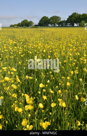 Wiese Buttercup - Ranunculus acris Stockfoto