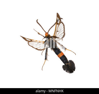 Große Rote - Gürtel - Synanthedon culiciformis Clearwing Stockfoto
