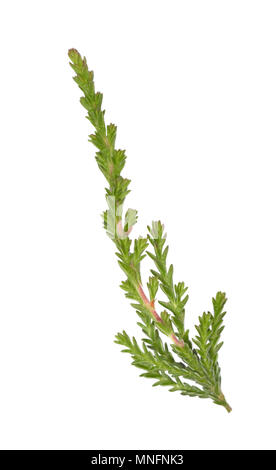 Heidekraut Calluna vulgaris Stockfoto