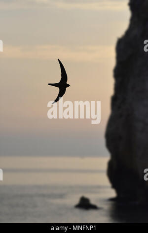 Alpine Swift-Apus Melba Stockfoto