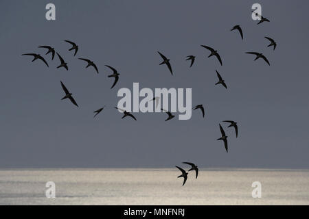 Alpine Swift-Apus Melba Stockfoto