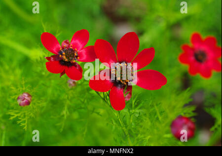 Adonis annua der Fasan #s Auge aus der Familie der Ranunculaceae, in einer Wiese Stockfoto