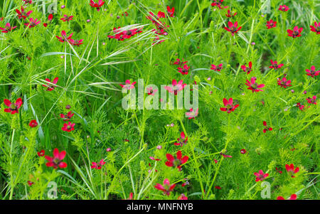 Adonis annua der Fasan #s Auge aus der Familie der Ranunculaceae, in einer Wiese Stockfoto