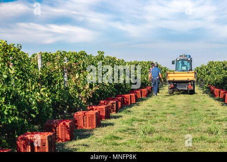 Weinberg Ernten mit roten Trauben colecting Boxen. Mitte Herbst, bunte suny Tag Stockfoto