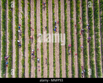 Arbeitnehmer Ernte im Weinberg, Luftbild von oben Stockfoto