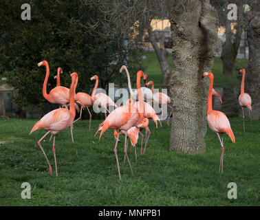Familie von rosa Flamingo in einem Garten in der Stadt Madrid, Spanien und deren wissenschaftliche Name ist Phoenicopterus Stockfoto