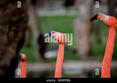 Drei rosa Flamingos in einem Garten in der Stadt Madrid, Spanien, eine seltsame Zusammensetzung Stockfoto