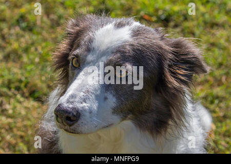 Border-Collie Hund Stockfoto
