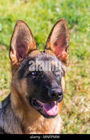 Deutscher Schäferhund Stockfoto