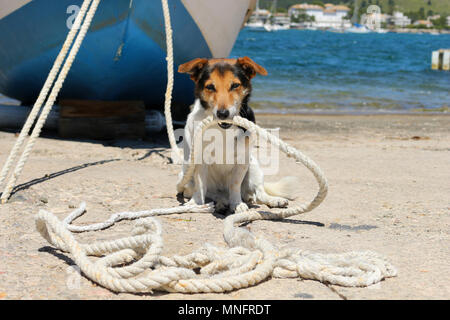 Jack Russell Hund hält das Seil von einem Boot Stockfoto