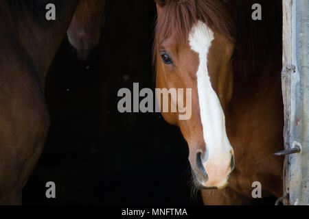 Paar braunes Pferd, eine bei uns Stockfoto