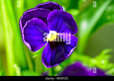 Pansy Gesicht Stockfoto