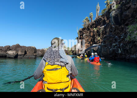 Kajakfahren auf dem Meer in einer geschützten Bucht auf der Insel Santa Cruz, Galapagos-Inseln, Ecuador. Stockfoto