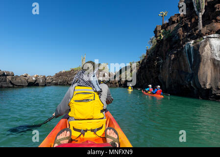 Kajakfahren auf dem Meer in einer geschützten Bucht auf der Insel Santa Cruz, Galapagos-Inseln, Ecuador. Stockfoto