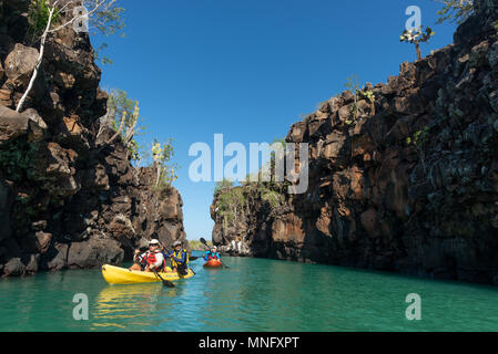Kajakfahren auf dem Meer in einer geschützten Bucht auf der Insel Santa Cruz, Galapagos-Inseln, Ecuador. Stockfoto