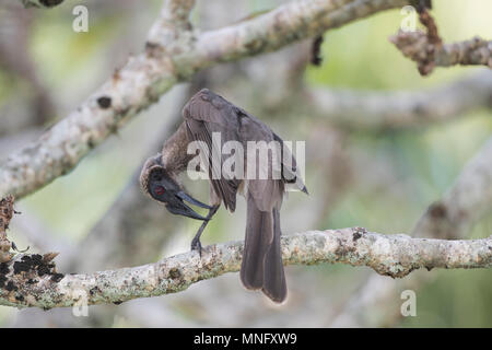 Silber - gekrönte Friarbird (Philemon argenticeps) putzen auf einem Zweig, Cairns, Far North Queensland, FNQ, QLD, Australien gehockt Stockfoto