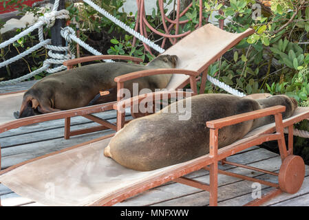 Seelöwen Verlegung auf Liegestühle auf dem Deck der rote Mangrove Hotel in Puerto Ayora auf der Insel Santa Cruz Galapagos, Ecuador. Stockfoto