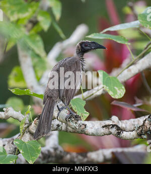 Silber - gekrönte Friarbird (Philemon argenticeps) Trocknen nach dem Baden, auf einem Zweig, Cairns, Far North Queensland, FNQ, QLD, Australien gehockt Stockfoto