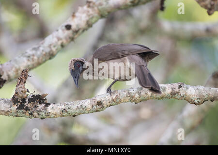 Porträt einer Silber-gekrönten Friarbird (Philemon argenticeps) auf einem Zweig, Cairns, Far North Queensland, FNQ, QLD, Australien gehockt Stockfoto