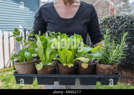 Frau hält Fach der Sämlinge bereit für die Anpflanzung im Garten im Hinterhof Stockfoto