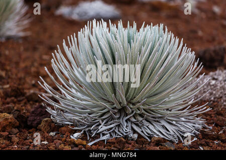 Silversword Werk in Haleakala National Park auf der Insel Maui, Hawaii, USA. Stockfoto