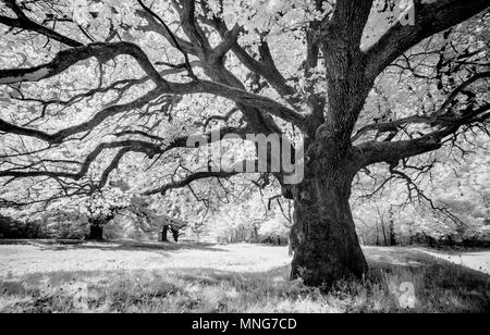 Majestätischen alten Eiche Farbton zu einer frühlingswiese in Schwarz und Weiß Stockfoto