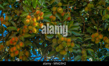Rambutan, tropische Frucht aus Südostasien hängt am Baum Stockfoto