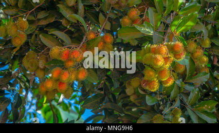 Rambutan, tropische Frucht aus Südostasien hängt am Baum Stockfoto