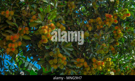 Rambutan, tropische Frucht aus Südostasien hängt am Baum Stockfoto