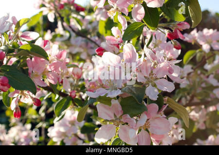 Apple Blossom auf einem jungen Braeburn gelten Baum Stockfoto