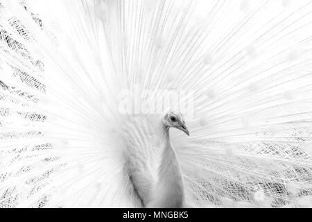 Weißer Pfau. Closeup Bild Stockfoto