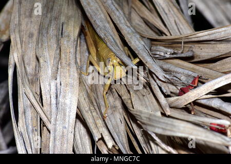 Australische riesiger Grashüpfer, Valanga irregularis Stockfoto