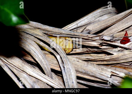 Australische riesiger Grashüpfer, Valanga irregularis Stockfoto
