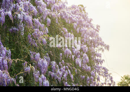 Lila wisteria Blumen im Frühling Garten Stockfoto