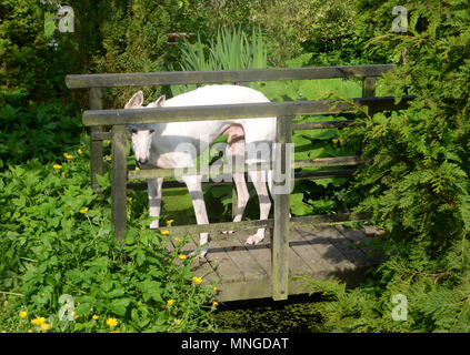 Podenco Hund steht auf einer Brücke über einen kleinen Bach in einem üppig bewachsenen Garten Stockfoto