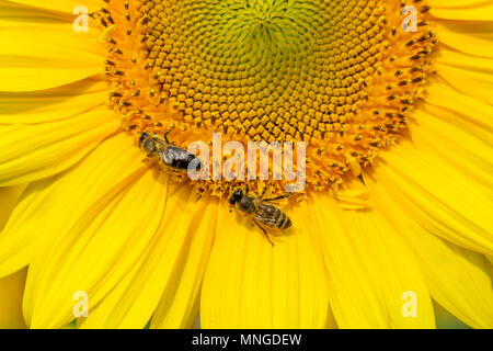 Biene sammelt Nektar von einer Sonnenblume Blume Nahaufnahme Hintergrund, Banner für die Website. Freier Platz für Ihren Text. Stockfoto