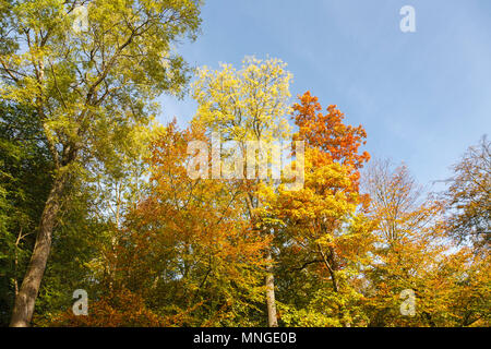 Gemischte hohe Bäume (Ahorn, Acker) in herrlichen Herbstfarben, Batsford Arboretum, Batsford, Moreton-in-Marsh, Gloucestershire, blauer Himmel an einem sonnigen Tag Stockfoto