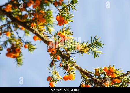 Eibe (Taxus whipplei Lutea) Zweig mit giftigen gelb bis orange Beeren im Herbst, Batsford Arboretum, Batsford, Moreton-in-Marsh, Gloucestershire Stockfoto