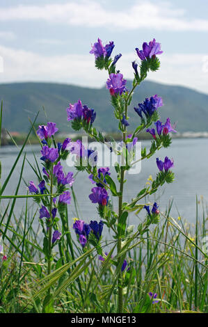 Echium Plantagineum, der Lila viper-bugloss oder Paterson und der Fluch, Familie Boraginaceae. Hintergrund: Lago Lungo in der Nähe von fondi und Terracina (Italien) Stockfoto