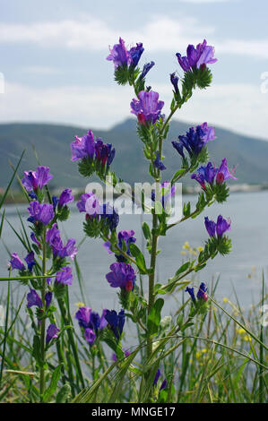 Echium Plantagineum, der Lila viper-bugloss oder Paterson und der Fluch, Familie Boraginaceae. Hintergrund: Lago Lungo in der Nähe von fondi und Terracina (Italien) Stockfoto