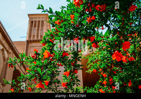 Windcatcher Türmen ist eine der traditionellen persischen architektonisches Element natürliche Belüftung in Gebäuden zu erstellen, alte Stadt Yazd Iran. Rosen auf dem foregro Stockfoto