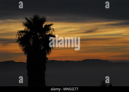 Ein wunderschöner Sonnenuntergang über den Hügeln Südafrikas mit einer Palme in Silhouette im Vordergrund. Stockfoto