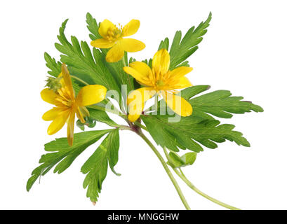 Erste April Wald wilde gelbe Blüten mit Blättern. Auf weissem studio Makroaufnahme isoliert. Stockfoto