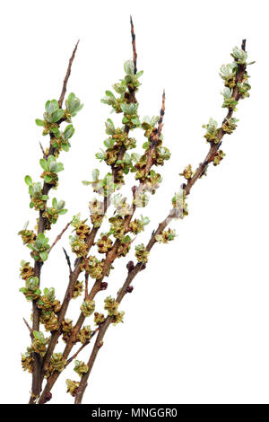 Feder Zweige mit Knospen und Blätter des berry Pflanze des Sanddorn. Auf weissem Makro studio shot Isoliert Stockfoto