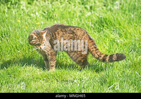 Schottische Wildkatze, Felix Abies, Gefährdete Stockfoto