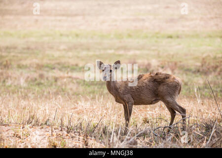 Hog Rotwild (Hyelaphus porcinus) an Phukhieo wild sanctury Nationalpark, Wildnis und Plant Conservation Department von Thailand. Stockfoto