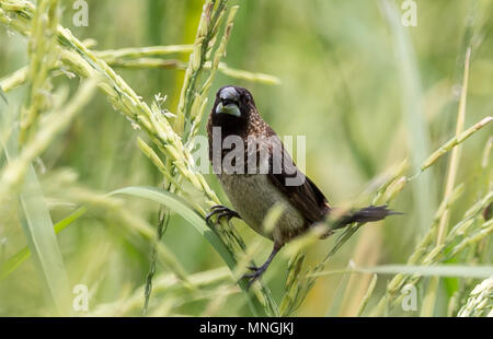 White-rumped Munia (Lonchura Striata) im Reisfeld von Thailand. Stockfoto