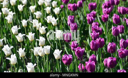 Es gibt viele Lila und Weiß Tulpen im Beet Stockfoto