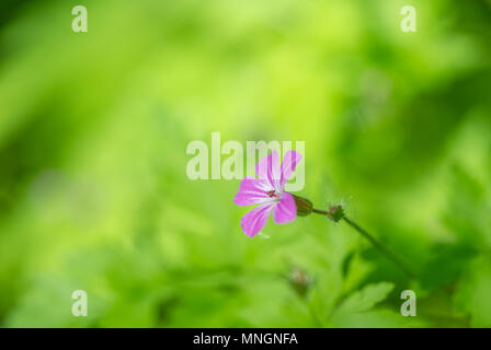 Die rosa Blume des Krauts Robert. Stockfoto